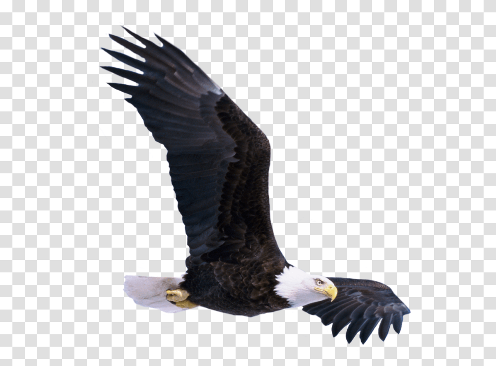Bald Eagle Flying Imagse Picsart Flying Bird, Animal, Seagull Transparent Png