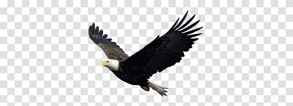 Bald Eagle Free Images Only, Bird, Animal, Flying Transparent Png