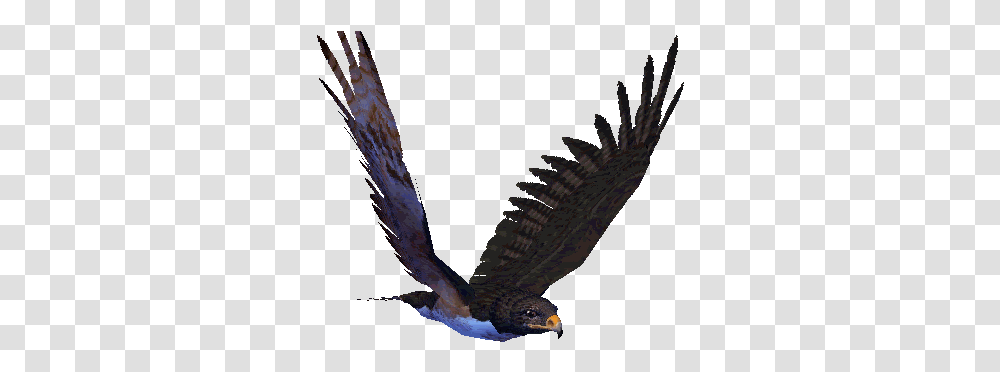 Bald Eagle Gif 7 Images Download Birds In Flight, Animal, Accipiter, Hawk, Buzzard Transparent Png