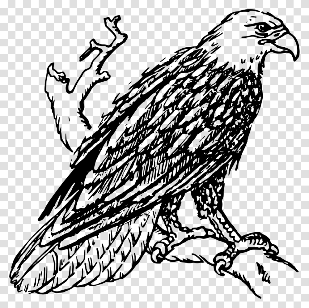 Bald Eagle, Gray, World Of Warcraft Transparent Png