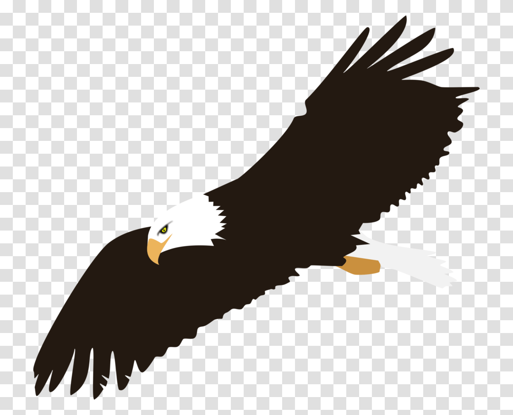 Bald Eagle Harpy Eagle Download, Bird, Animal Transparent Png