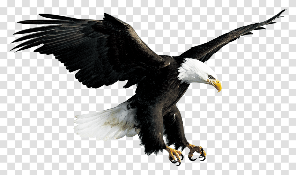 Bald Eagle Hawk Falconiformes Eagle, Bird, Animal, Flying Transparent Png