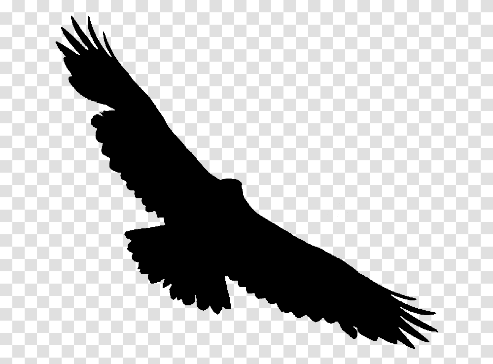 Bald Eagle Hawk Vulture Buzzard Golden Eagle, Gray, World Of Warcraft Transparent Png