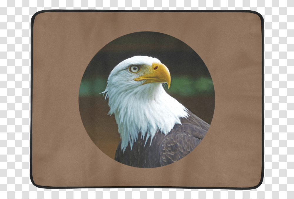Bald Eagle Head 001 03 Rd Beach Mat 78 X 60 American Bald Eagle Head, Bird, Animal, Beak Transparent Png