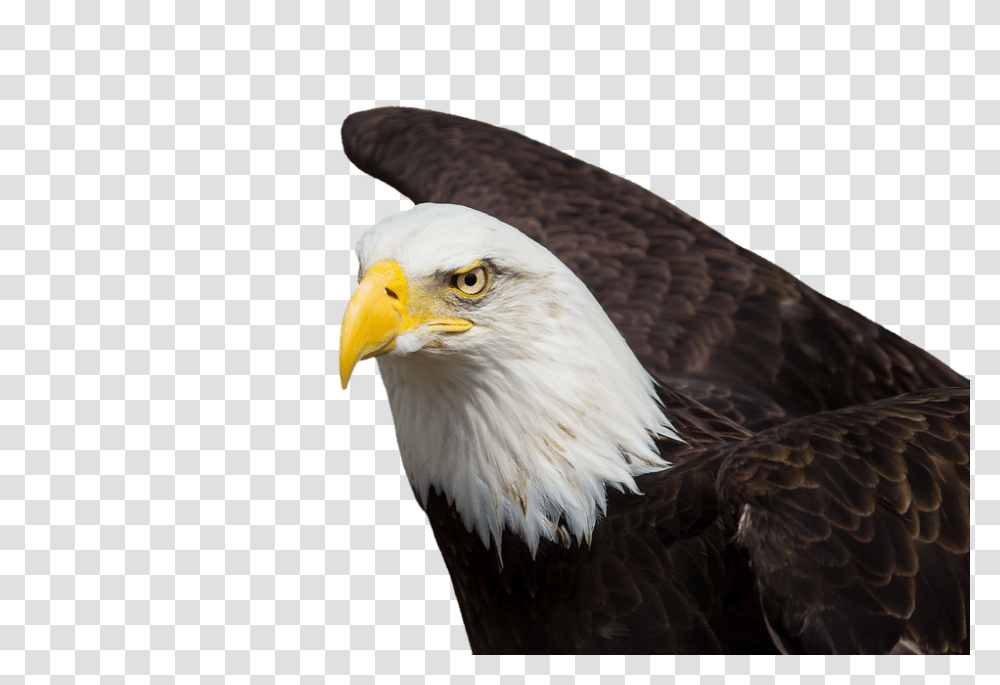 Bald Eagle Head Adler Bald Eagles Bird Of Prey Raptor Native American Eagle Feather, Animal Transparent Png