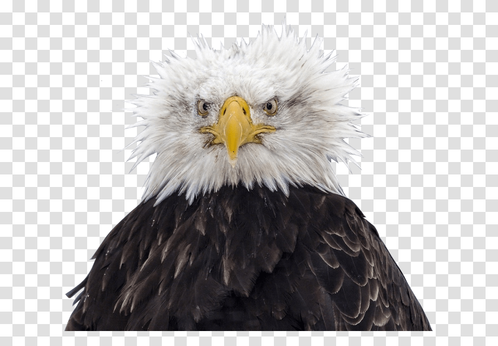 Bald Eagle Head Bald Eagle Bad Hair Day, Bird, Animal, Beak Transparent Png