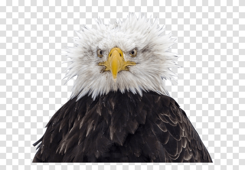 Bald Eagle Head Bald Eagle Bird Eagle Image With Bald Eagle Ruffled Feathers, Animal, Beak Transparent Png