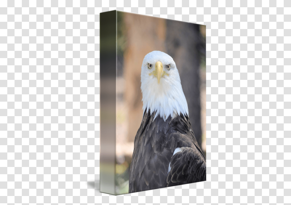 Bald Eagle Head By Molly Greene Bald Eagle, Bird, Animal, Beak Transparent Png