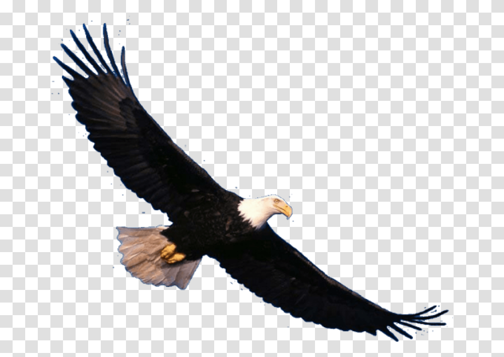 Bald Eagle Image Bald Eagle Flying, Bird, Animal, Kite Bird, Beak Transparent Png