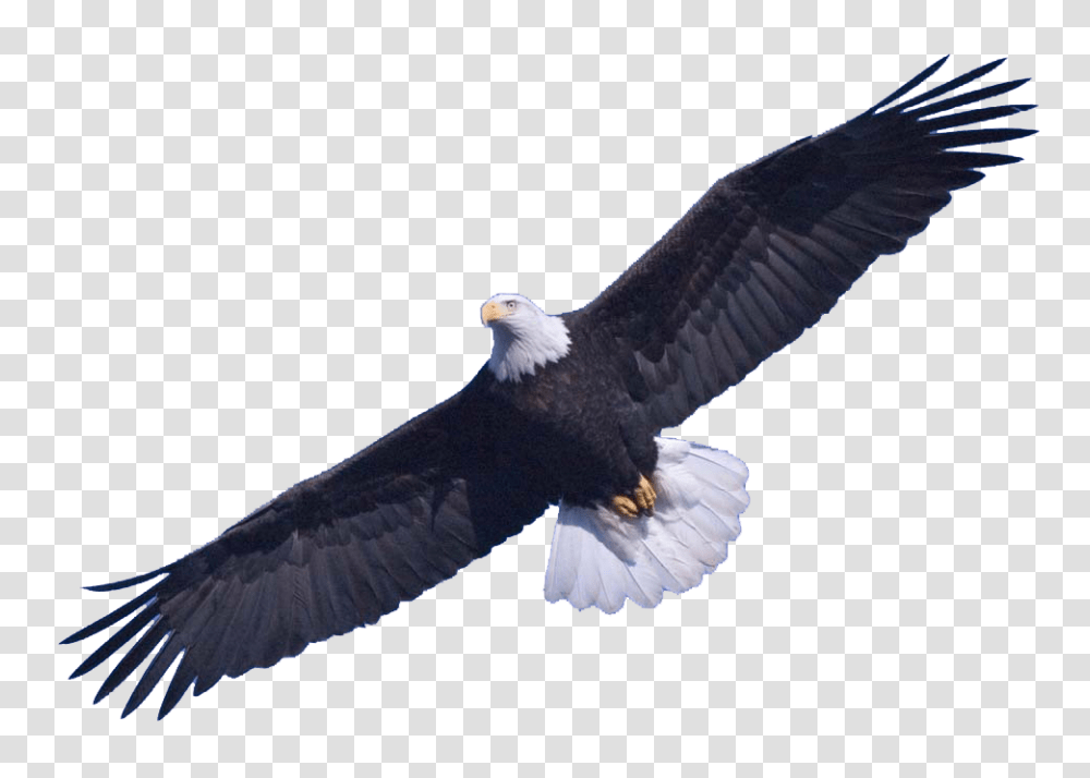 Bald Eagle Image, Bird, Animal, Flying, Kite Bird Transparent Png