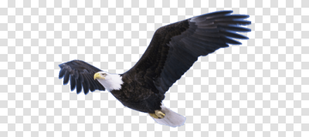 Bald Eagle Images Background Eagle Flying, Bird, Animal Transparent Png