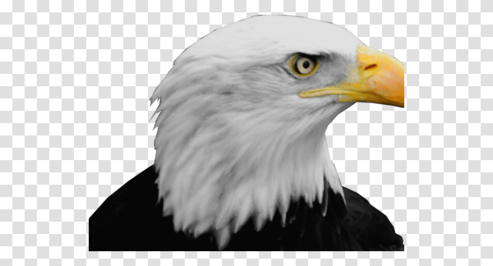 Bald Eagle Images Bald Eagle Head, Bird, Animal, Beak Transparent Png