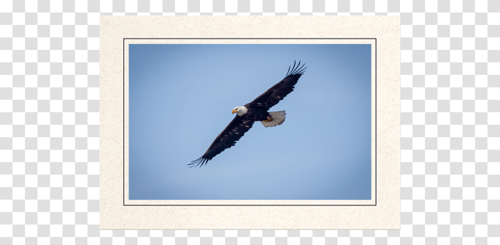 Bald Eagle In Flight Bald Eagle, Bird, Animal, Flying, Beak Transparent Png