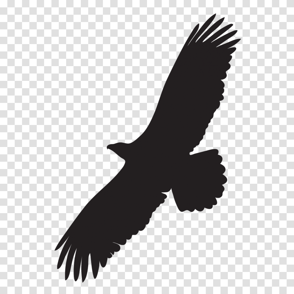 Bald Eagle Overview All About Birds Cornell Lab Of Ornithology, Vulture, Animal, Flying, Condor Transparent Png