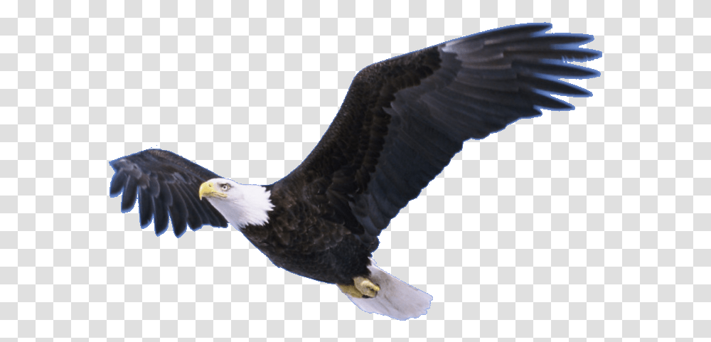 Bald Eagle Pic Flying Eagle Background, Bird, Animal, Beak Transparent Png