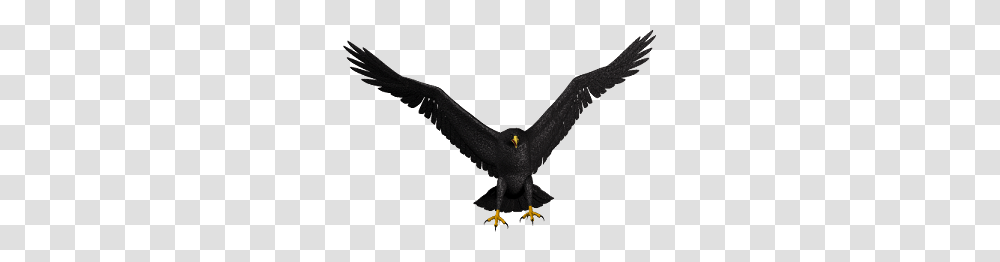 Bald Eagle Picture, Vulture, Bird, Animal, Flying Transparent Png