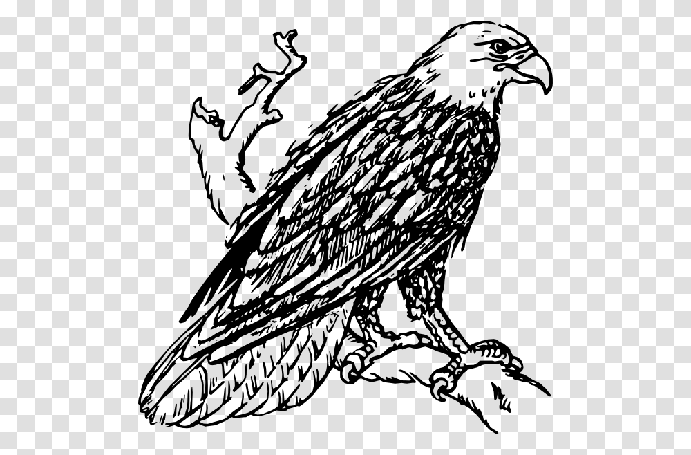Bald Eagle Standing On The Branch Clip Art Description, Bird, Animal, Vulture Transparent Png