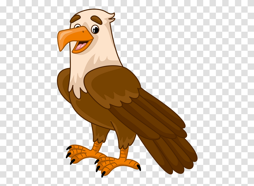 Bald Eagle, Vulture, Bird, Animal, Condor Transparent Png