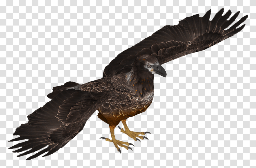 Bald Eagle Young Skin Eastern Imperial Eagle, Bird, Animal, Hawk, Vulture Transparent Png