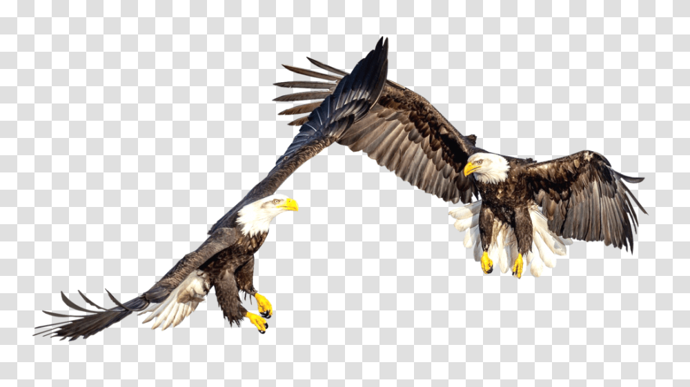 Bald Eagles, Bird, Animal, Flying, Beak Transparent Png