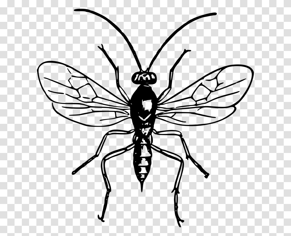 Bald Faced Hornet Insect Wasp Bee, Gray, World Of Warcraft Transparent Png
