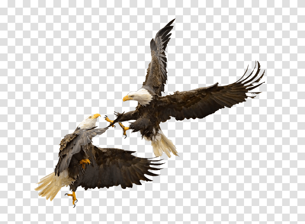 Bale Eagles, Bird, Animal, Bald Eagle, Flying Transparent Png