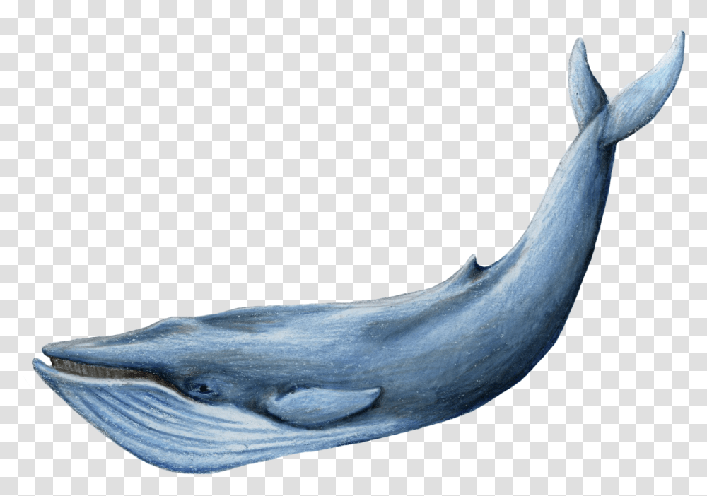 Baleen Whale Blue Whale Background, Sea Life, Animal, Mammal, Bird Transparent Png