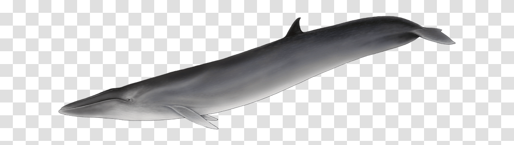 Baleia De Barbatana Dorsal, Sea Life, Animal, Mammal, Dolphin Transparent Png