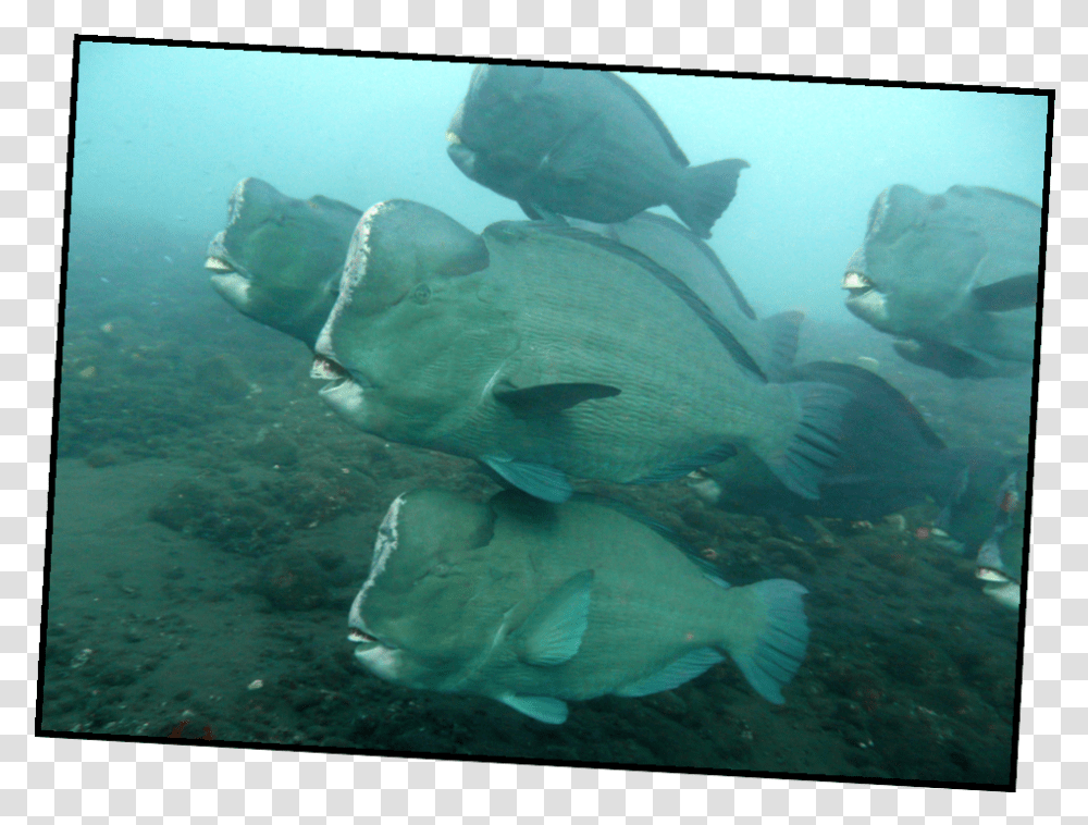 Bali East Sumbawa And Komodo National Snapper, Water, Aquatic, Fish, Animal Transparent Png