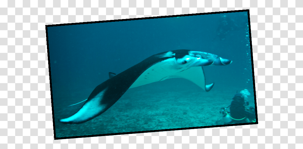 Bali Tulamben East Sumbawa And Komodo National Park 10th Cetaceans, Manta Ray, Sea Life, Fish, Animal Transparent Png