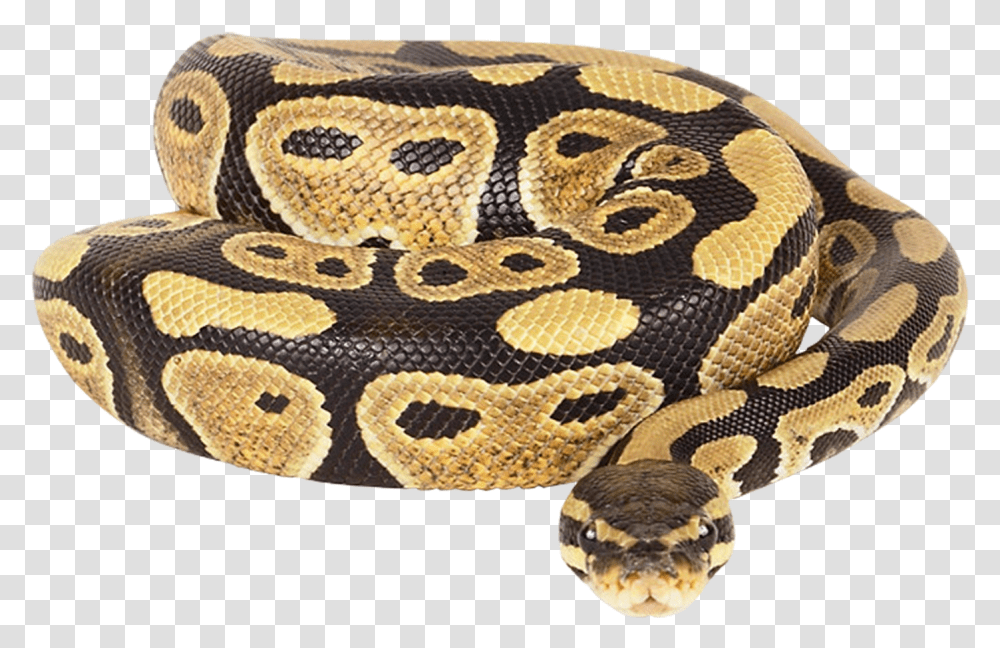 Ball Python Background, Rug, Animal, Snake, Reptile Transparent Png