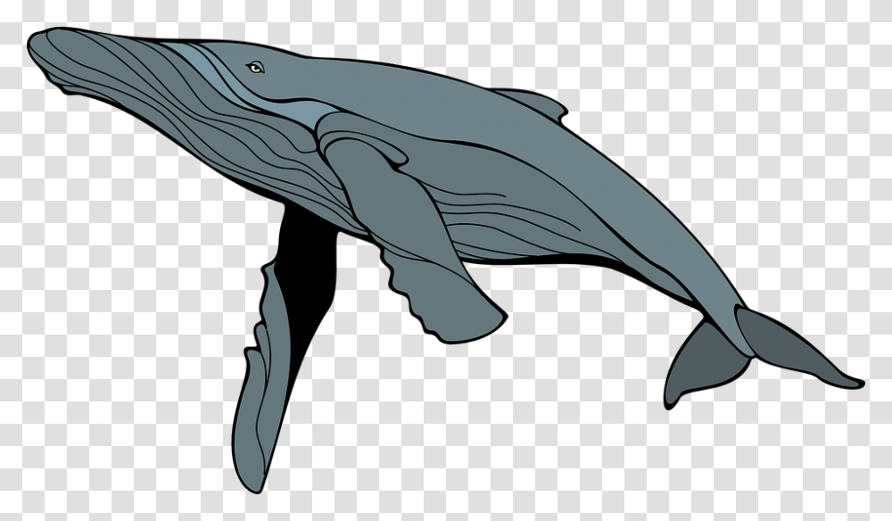 Ballena Gris Mam Mamferos Humpback Whale Clipart, Mammal, Sea Life, Animal, Shark Transparent Png