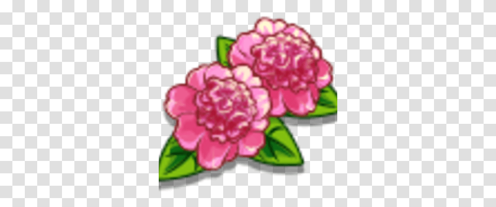 Ballet Queen Flower Farmville Wiki Fandom Artificial Flower, Plant, Carnation, Blossom, Rose Transparent Png