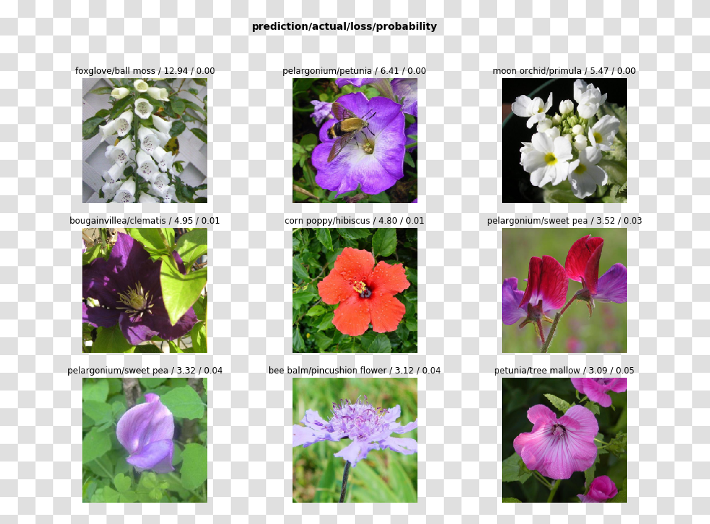 Balloon Flower, Geranium, Plant, Blossom, Petal Transparent Png