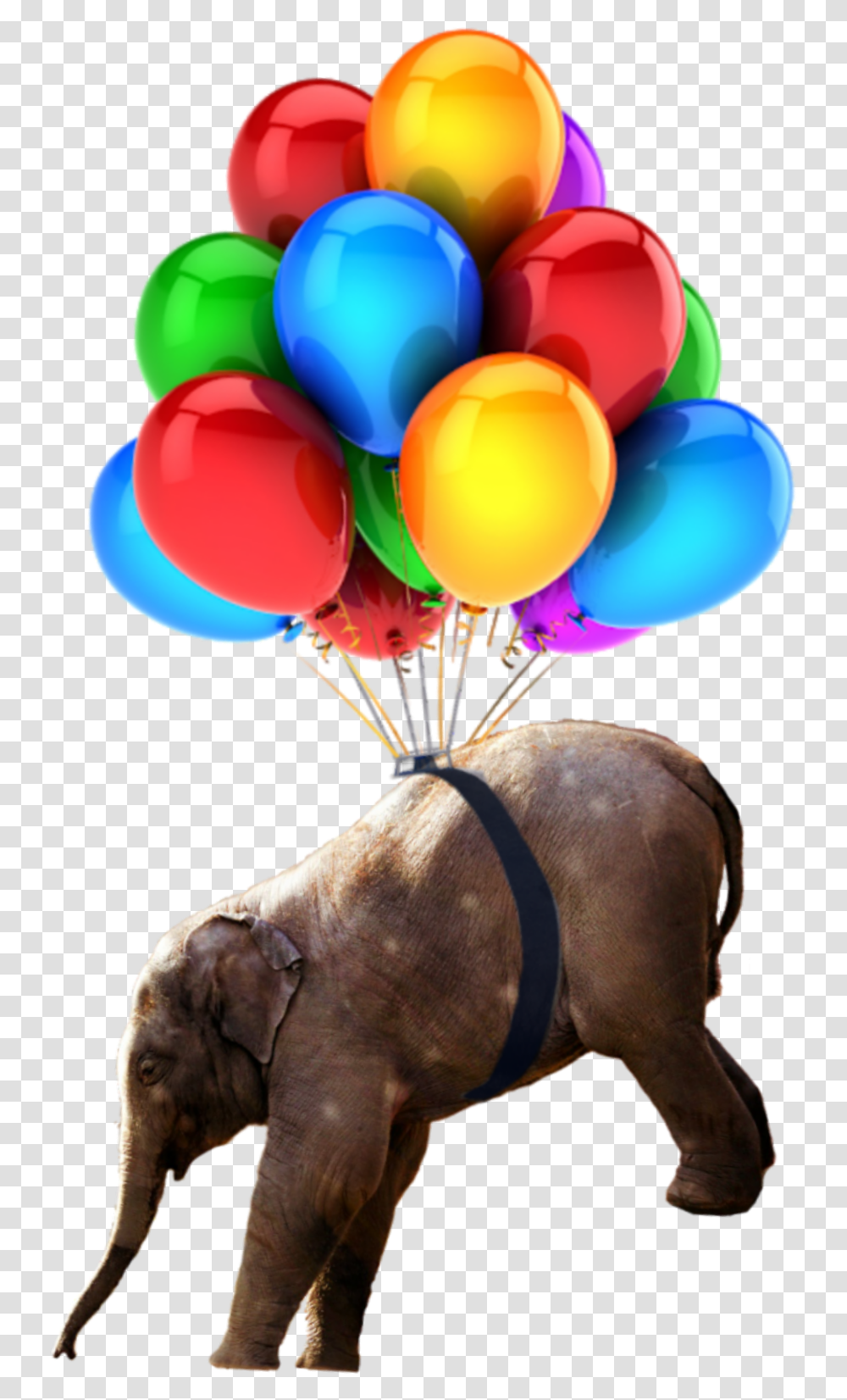 Balloons Birthday Items Images, Elephant, Wildlife, Mammal, Animal Transparent Png