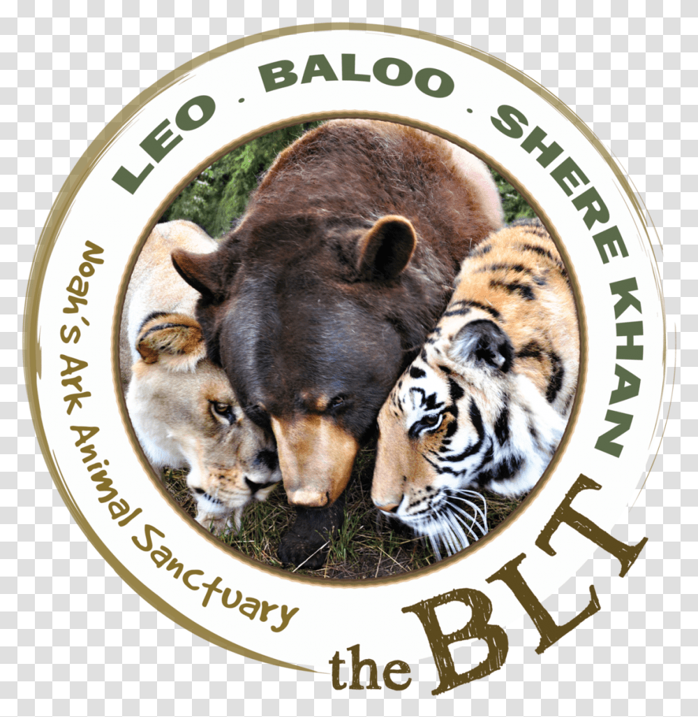 Baloo Lion Tiger And Bear Bff, Logo, Wildlife, Mammal Transparent Png