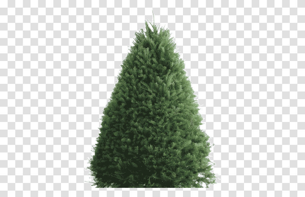 Balsam Fir Douglas Fir Artificial Christmas Tree Fir, Plant, Ornament, Pine, Conifer Transparent Png