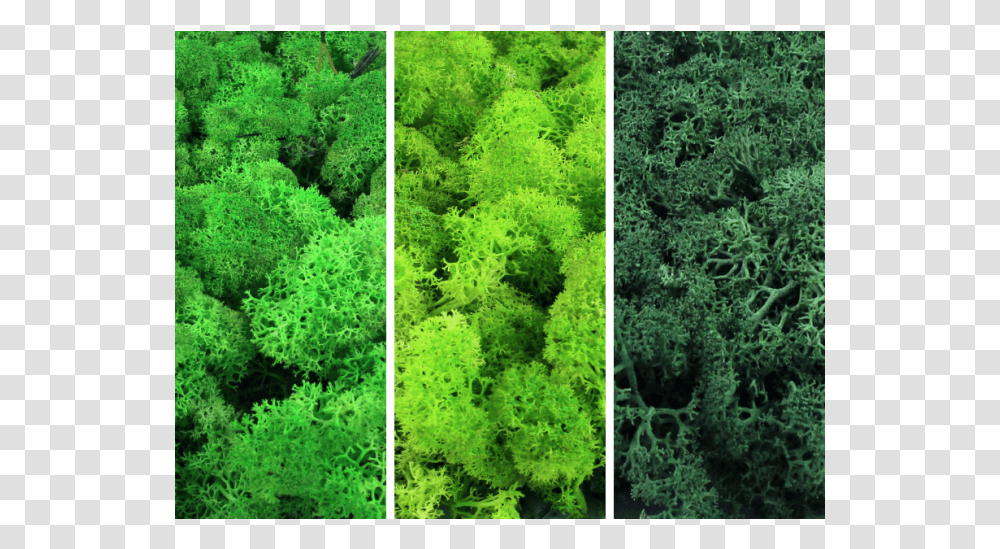 Balsam Fir, Vegetation, Plant, Green, Moss Transparent Png