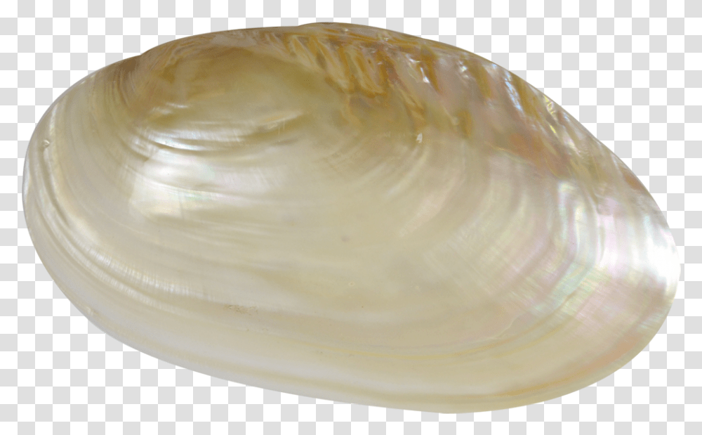 Baltic Clam, Seashell, Invertebrate, Sea Life, Animal Transparent Png