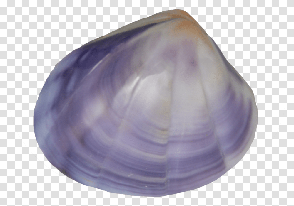 Baltic Clam, Seashell, Invertebrate, Sea Life, Animal Transparent Png