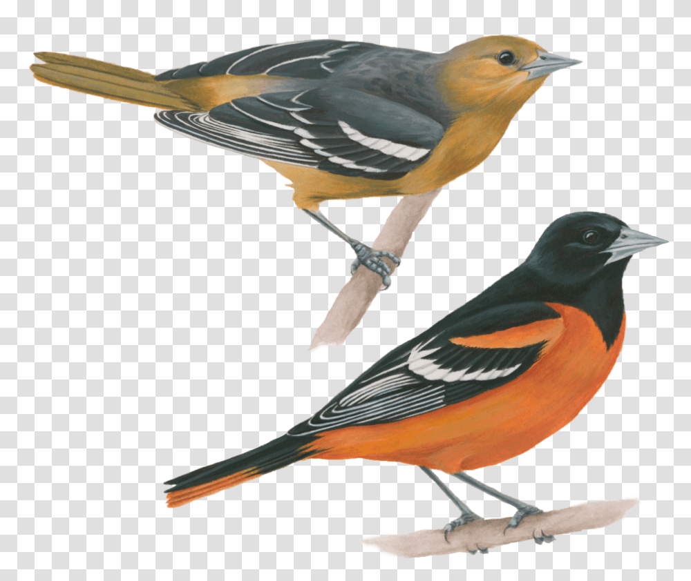 Baltimore Oriole, Bird, Animal, Finch, Jay Transparent Png
