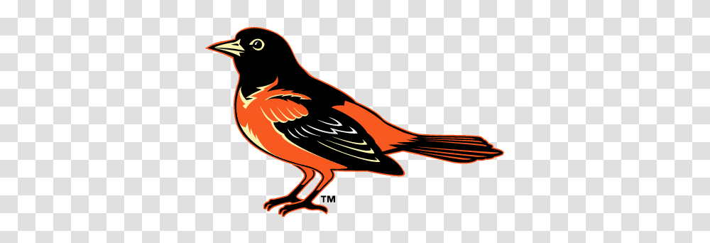 Baltimore Orioles Simboli Logo Gratis, Bird, Animal, Blackbird, Agelaius Transparent Png