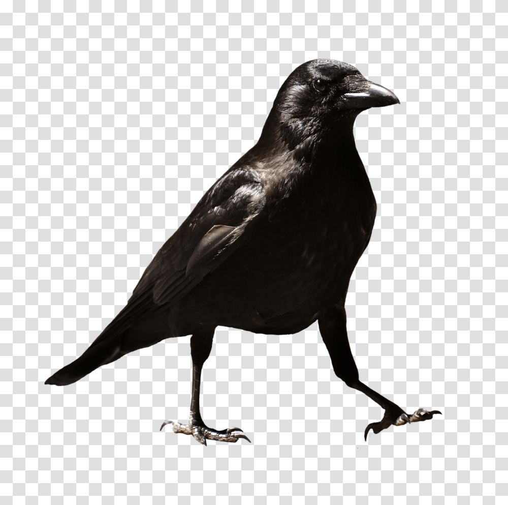 Baltimore Ravens Clipart Free Clip Art Stock Raven Bird, Animal, Crow, Blackbird, Agelaius Transparent Png