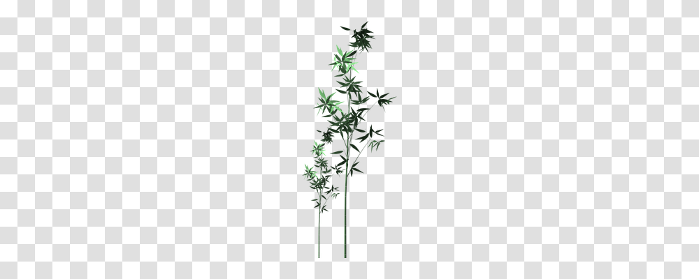 Bamboo Technology, Plant, Flower, Blossom Transparent Png
