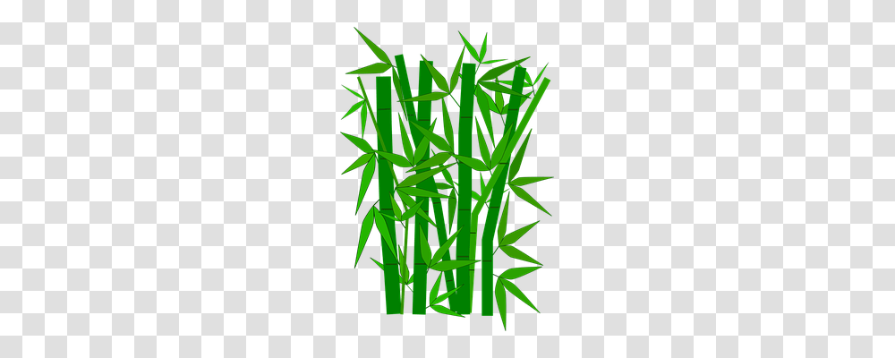 Bamboo Nature, Plant, Grass Transparent Png