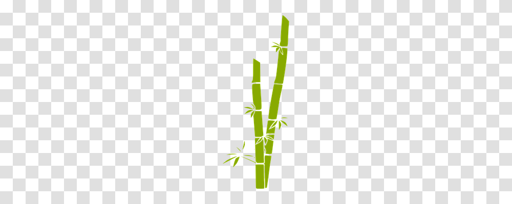 Bamboo Nature, Plant, Utility Pole Transparent Png