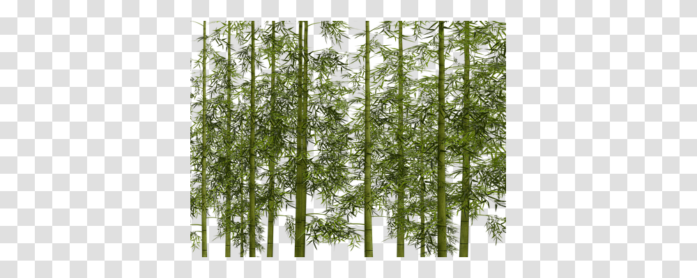 Bamboo Nature, Plant Transparent Png