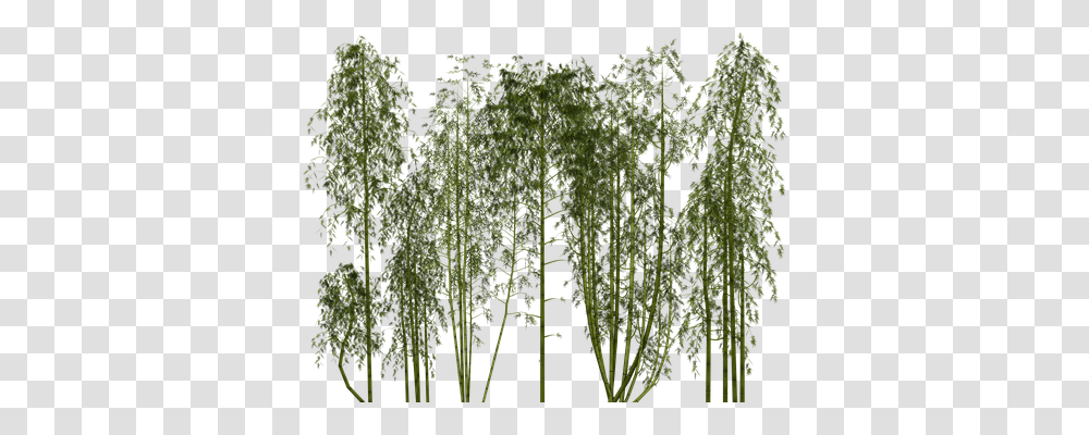 Bamboo Nature, Plant, Gate, Fern Transparent Png