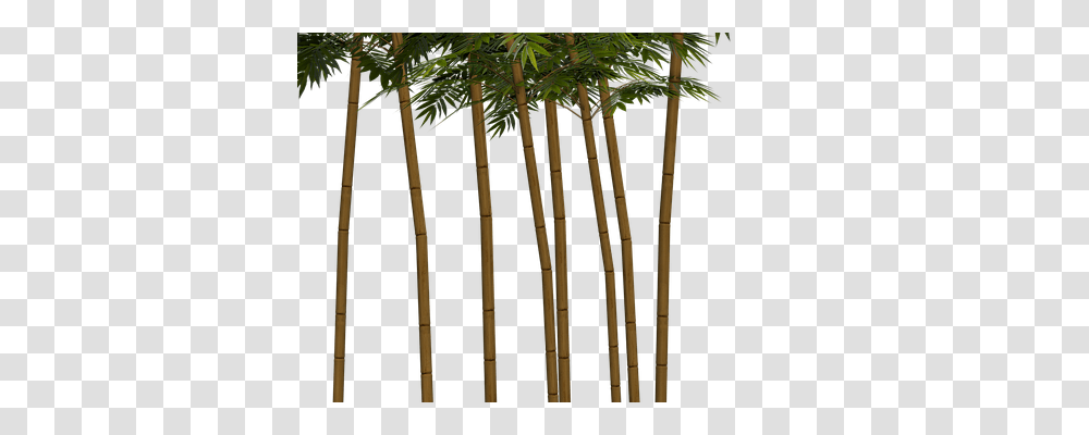 Bamboo Nature, Plant, Tree, Palm Tree Transparent Png