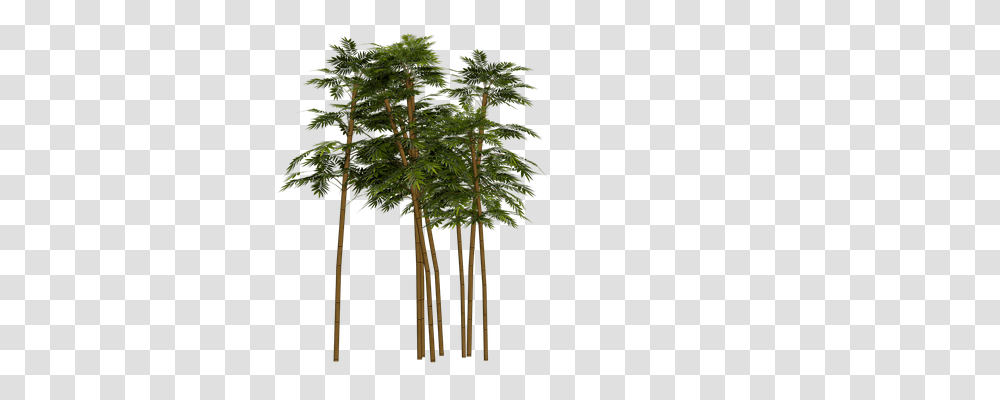 Bamboo Nature, Plant, Tree, Vegetation Transparent Png